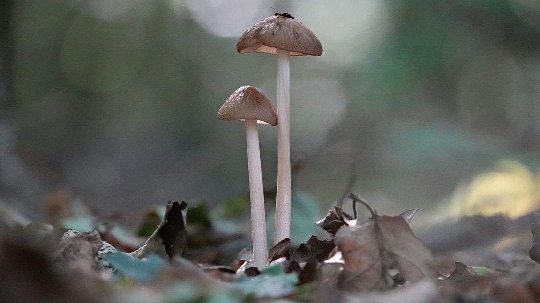 Paddenstoelen