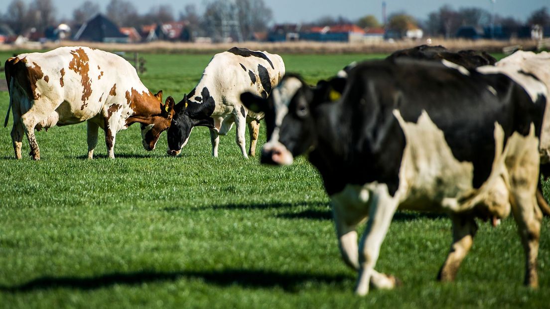 Koeien op grasland (foto elders genomen) (Rechten: ANP/Remko de Waal)