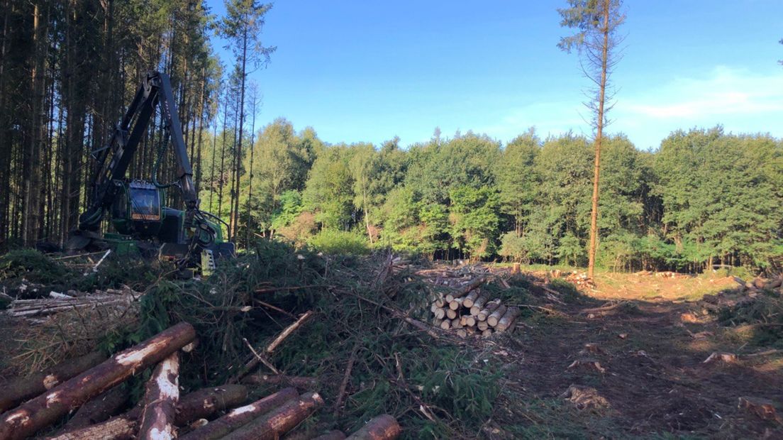 Er wordt druk gekapt in het dorpsbos in Kolham
