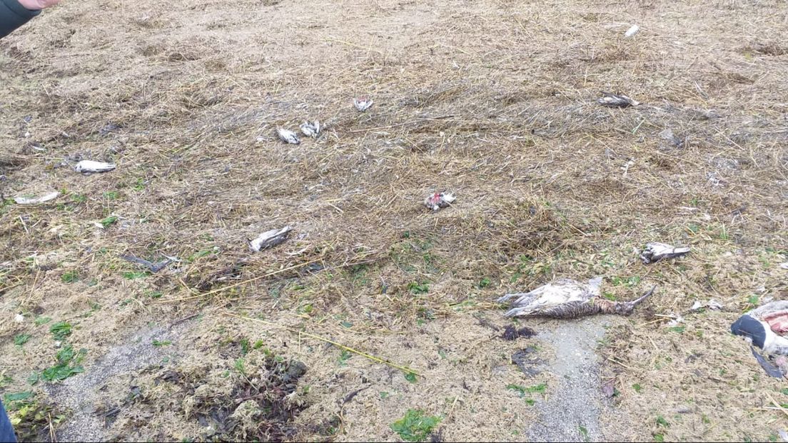 Dode vogels op Schiermonnikoog