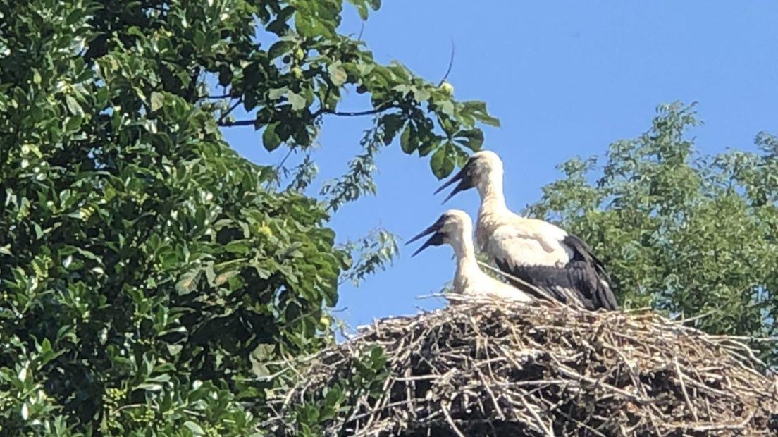 Ooievaars op het nest (Rechten: Petra Wijnsema)