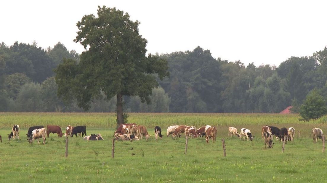 De bio-kalveren in de wei