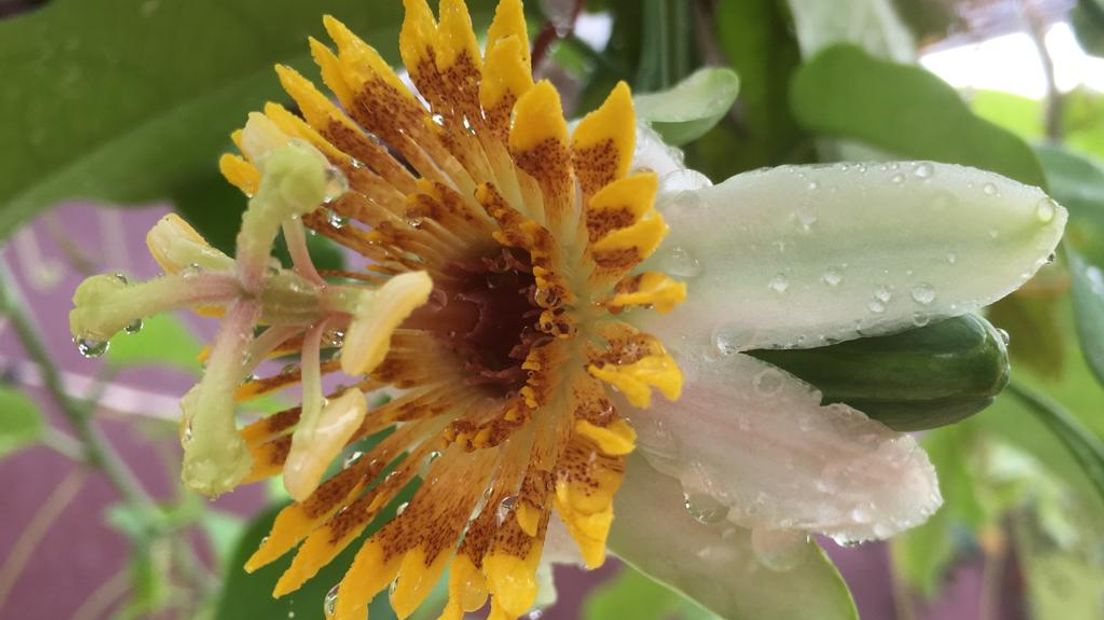 De bloeiende passiflora in Harskamp. Foto Piet Moerman
