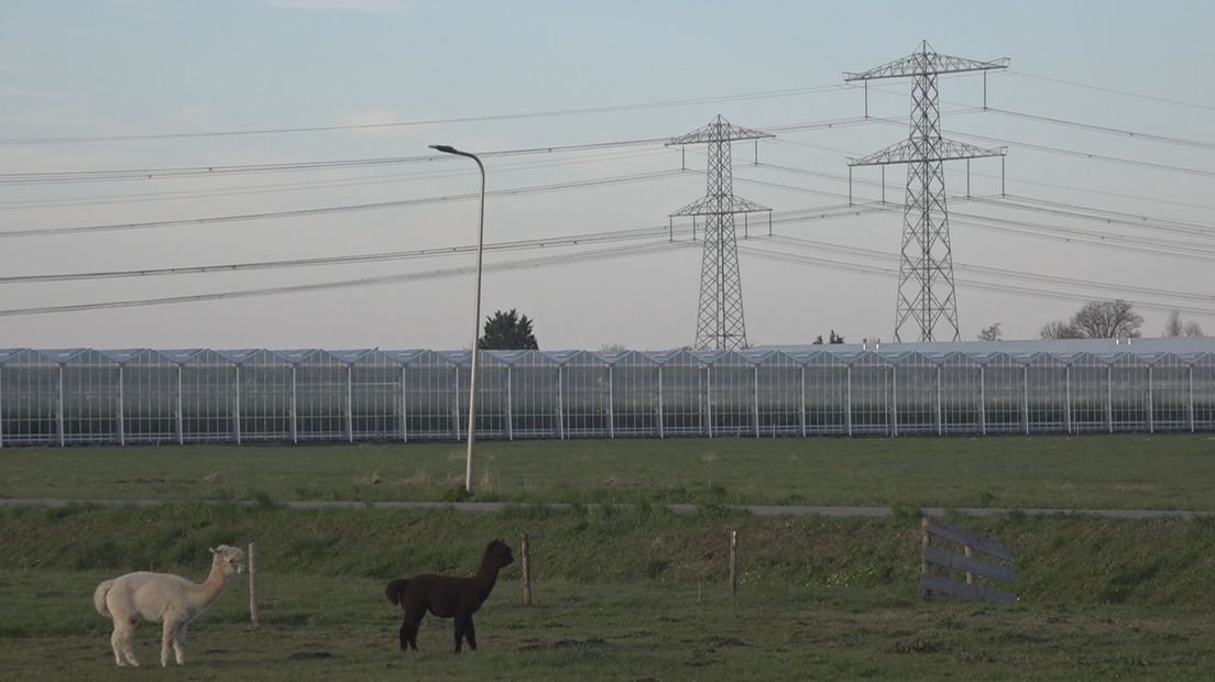 Kassen in de Koekoekspolder
