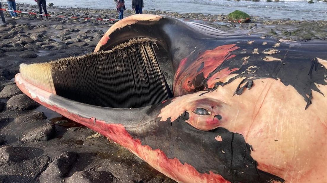 walvis vinvis aangespoeld opgeruimd westkapelle