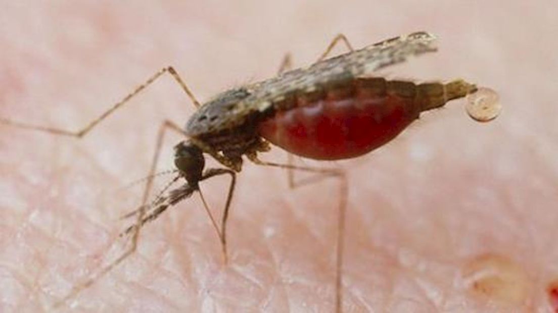 Malariamug: Agressieve steekmug