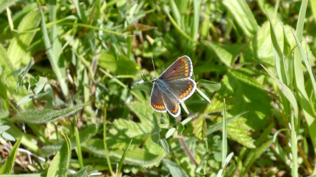 Bruin blauwtje in de vlinderidylle van Veere
