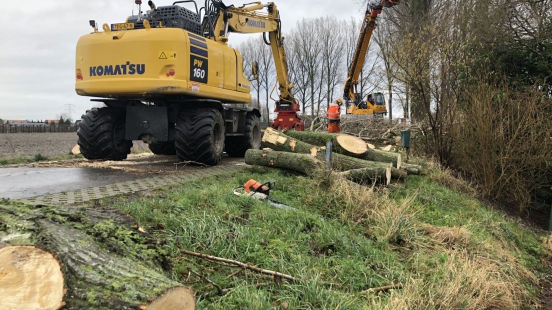 De zaag gaat in 400 Zuid-Bevelandse bomen, maar er komt ook groen voor terug - Omroep Zeeland