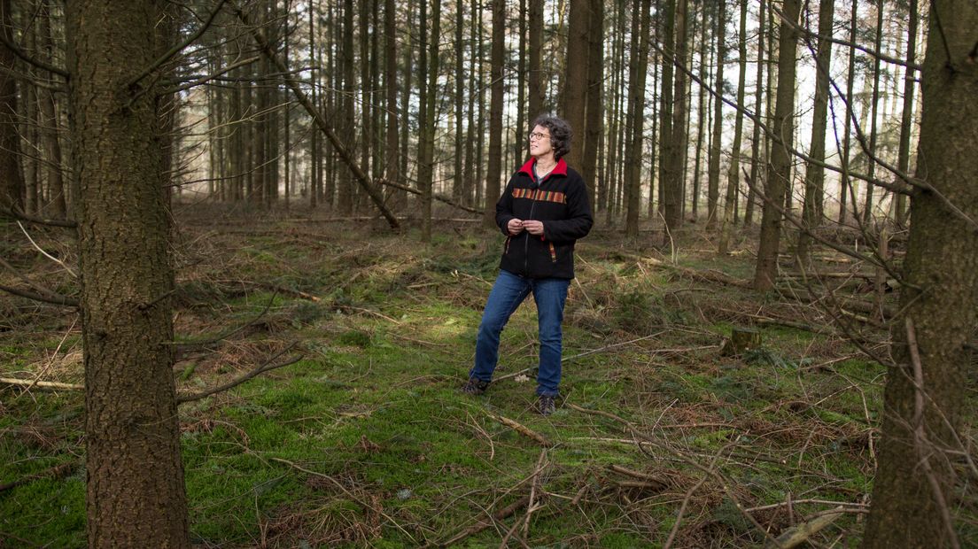 Woldloper Mariken Hornman in het Drents-Friese Wold (Rechten: RTV Drenthe/Robbert Oosting)