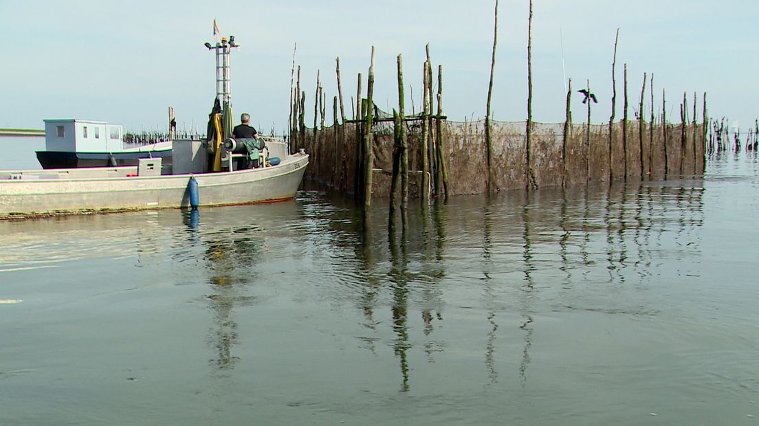 De weervisser aan het werk op de Oosterschelde