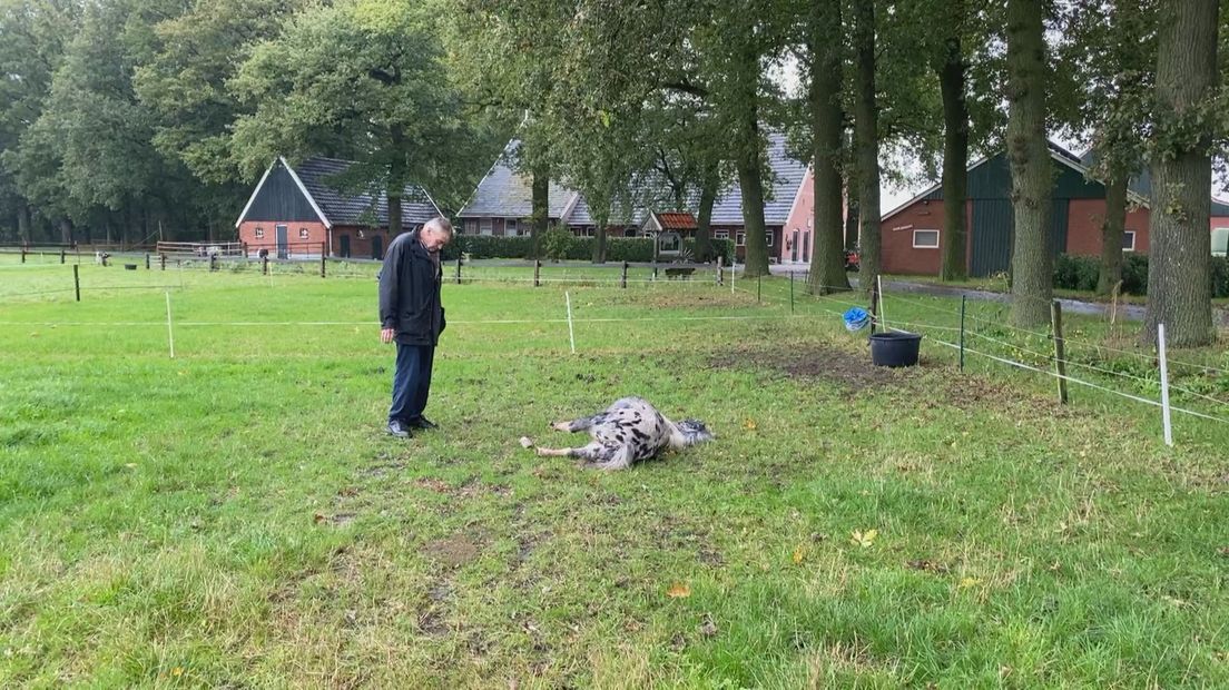 Kosten na dood pony in Tilligte vergoed door vriendengroep die vuurwerk afstak