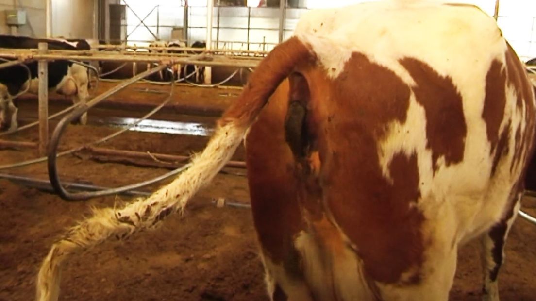 Veel boeren hebben schade aan hun mestkelder door de aardbevingen