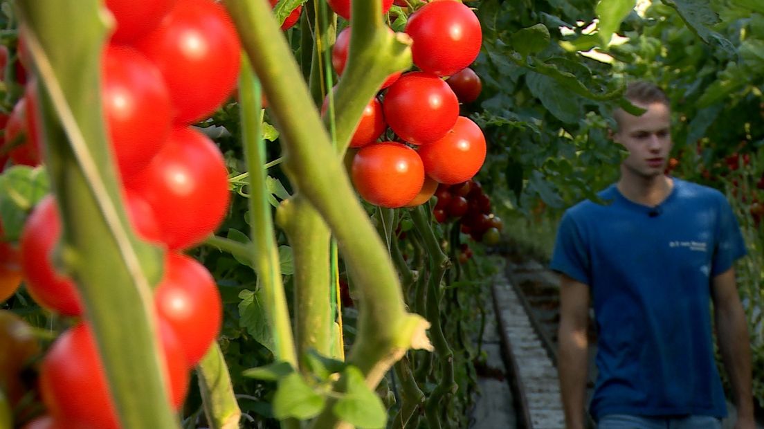 Met lede ogen aanzien hoe duizenden kilo's tomaten worden weggekieperd