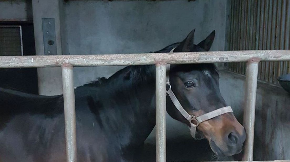 Het paard staat op stal (Rechten: Politie Tynaarlo)