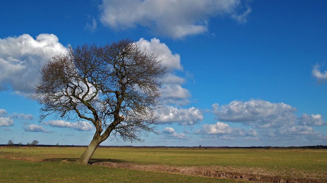 Vandaag wandelen we over het Dwingelderveld (Rechten: Free Nature Images/Hans Dekker)