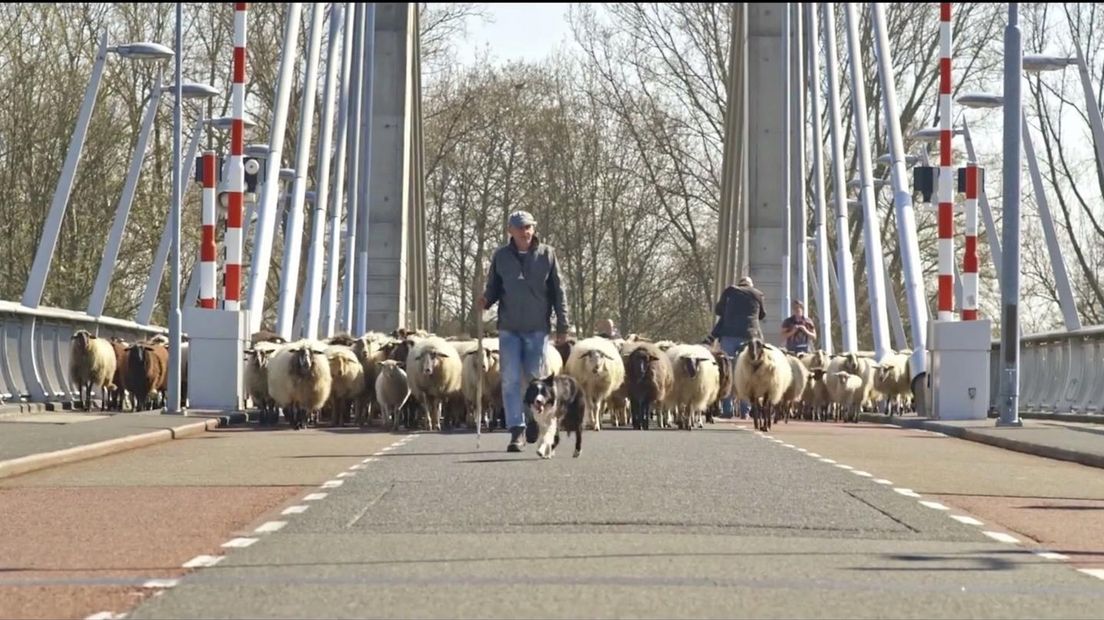 De schaapskudde van Zwolle