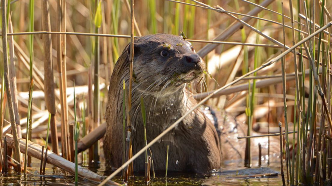 Faunapassages voor onder andere de otter (Rechten: Aaldrik Pot)