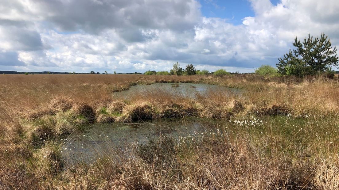 Dankzij de regen is het veen in het Fochteloërveen weer een beetje beter