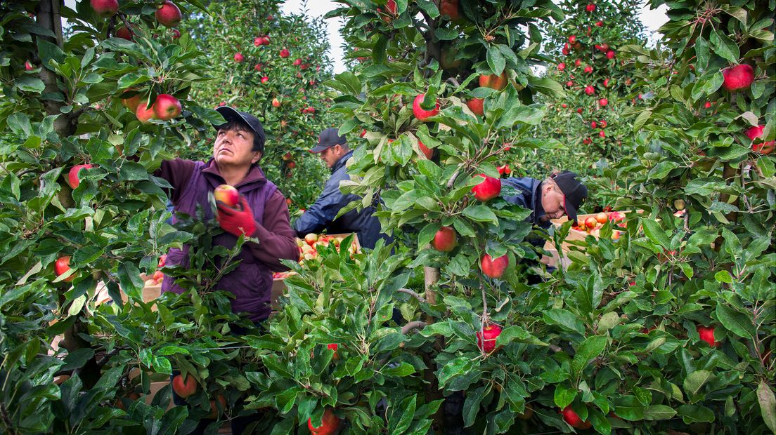 De fruitpluk in 2020, door Poolse werknemers.