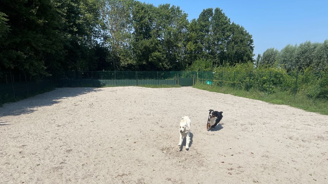 Twee honden hebben plezier