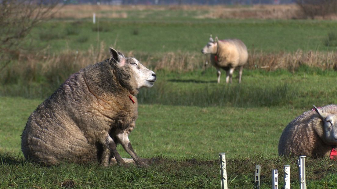 Politie Rijssen geeft het goede voorbeeld schaap op de rug, zet hem terug RTV Oost Politie Rijssen geeft het goede voorbeeld schaap op de rug, zet hem terug RTV Oost