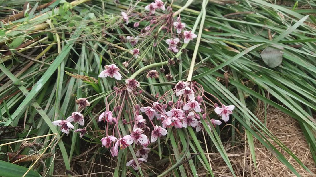 Gemaaide zwanenbloemen