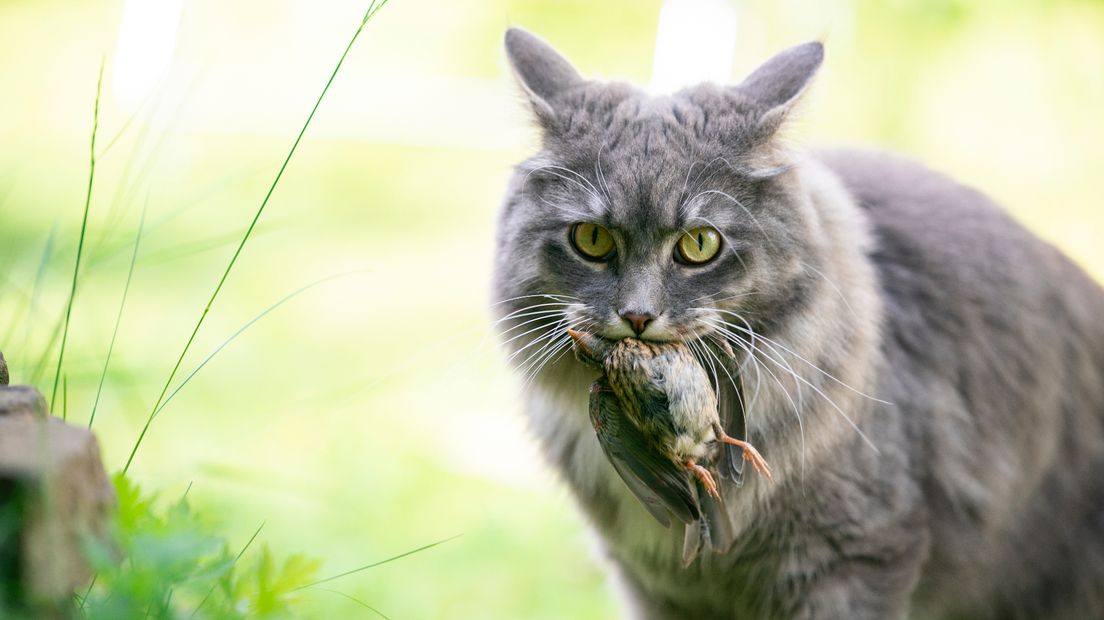 Een kat heeft een vogel te pakken