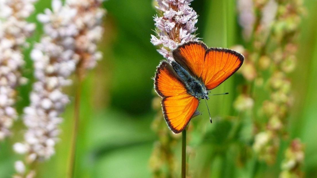 De zeldzame grote vuurvlinder