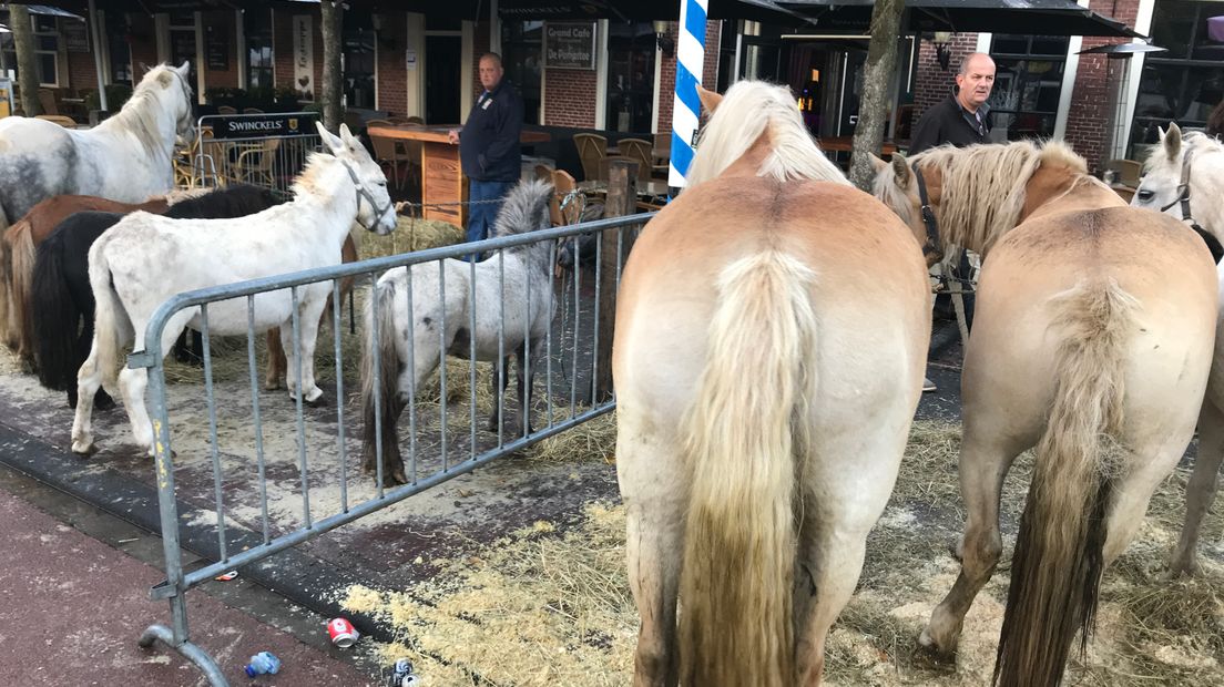 Paarden op de Rodermarkt (Rechten: Aaldert Oosterhuis/RTV Drenthe)