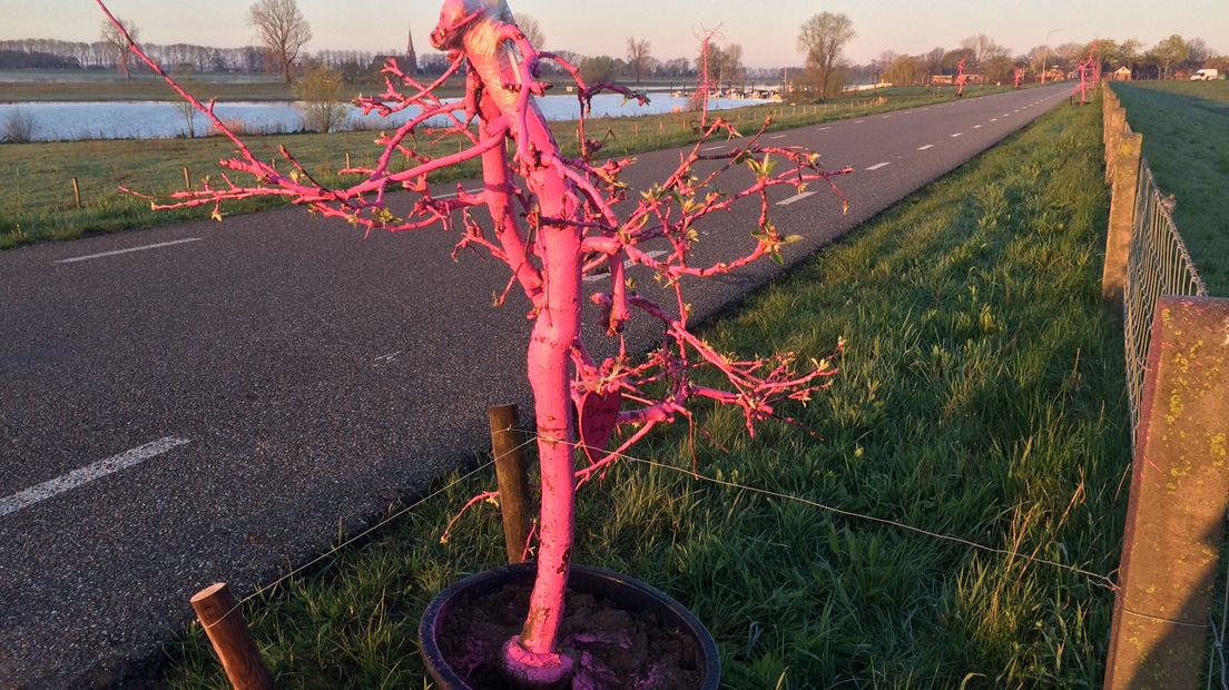 Vandalen hebben op de Maasdijk en Molendijk in Batenburg (gemeente Wijchen) een spoor van vernieling achtergelaten. Tien van de vijftig roze appelboompjes die daar staan vanwege de doorkomst van de Giro d'Italia, zijn uit hun potten gerukt.
