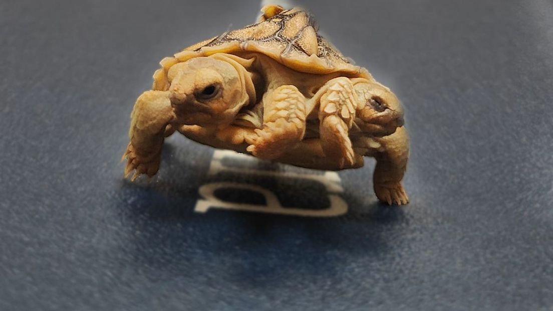 De tweekoppige schildpad Forte