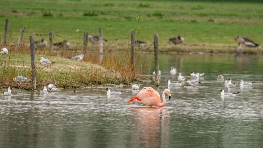 De 'Gelderse' flamingo