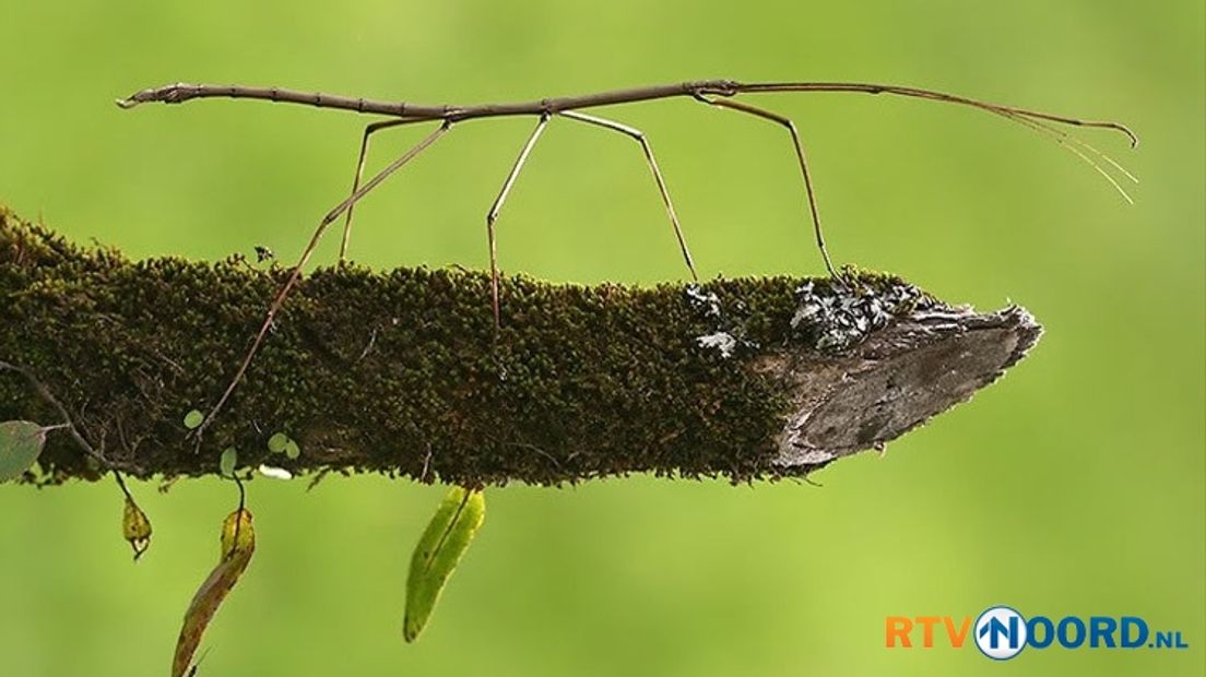 Wandelende tak vernoemd naar Groninger bioloog - RTV Noord