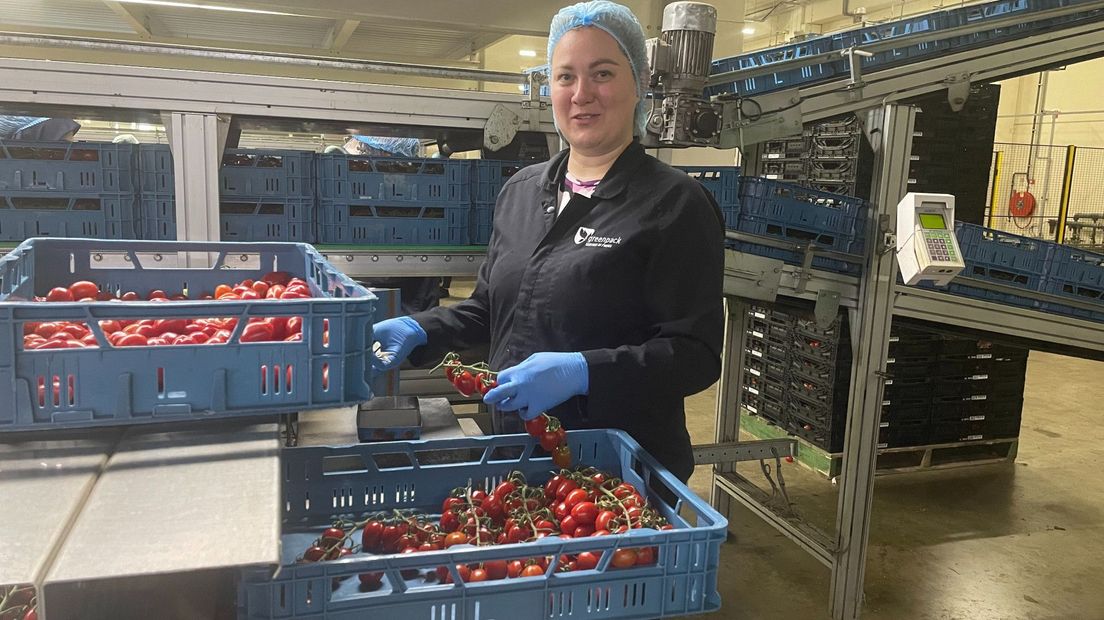 Oekraïense vluchteling Ivana pakt in het Westland tomaten in