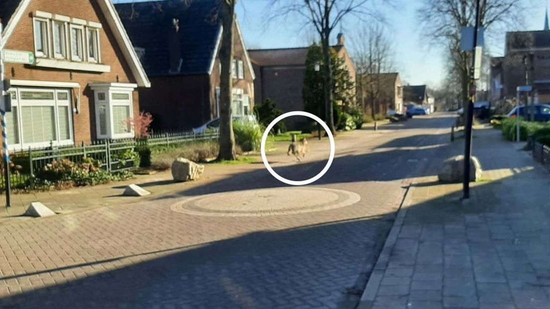 Een wolf liet eind februari een drol achter op de hoek van de Dorpsstraat en Looistraat in Heumen.