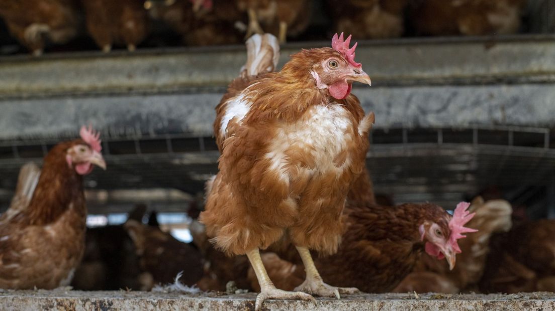 Vogelgriep Vastgesteld In Abbega: 57.000 Kippen Worden Geruimd - Omrop ...