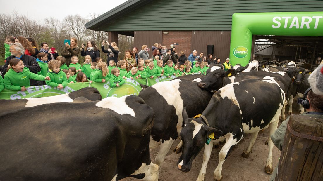Kinderen van de Ludgerusschool juichen de koeien toe