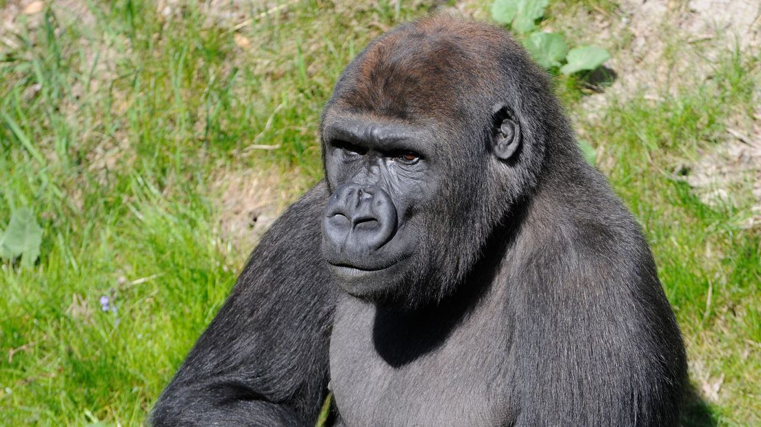 Gorilla moved from Blijdorp kills monkey in front of visitors