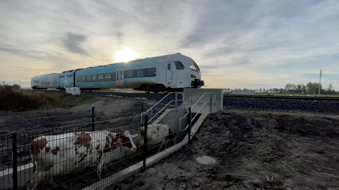 De veetunnel bij Niezijl