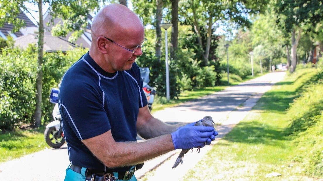 Ambulancemedewerker helpt duif