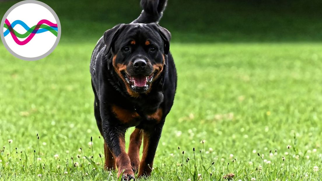 Politie vangt Rottweilers in Millingen