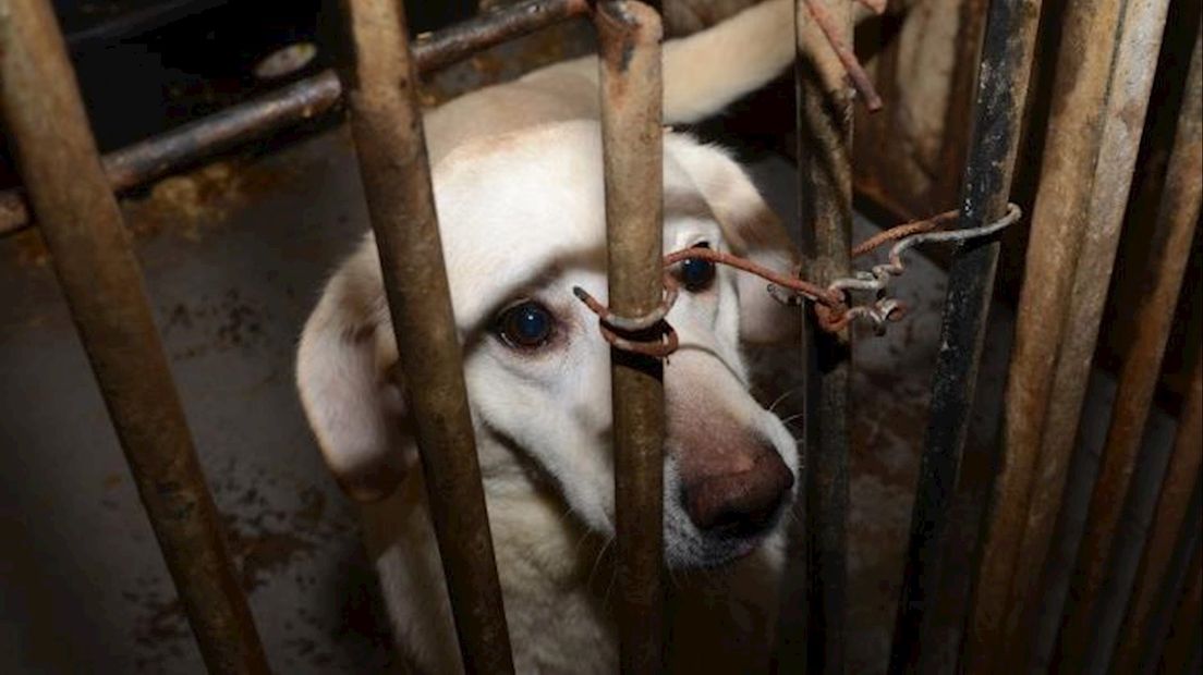 Bij een fokker in Deventer zijn 100 zwaar verwaarloosde honden in beslag genomen