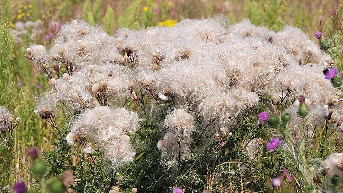 Akkerdistel