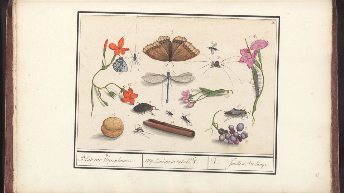 Herken jij de illustraties op deze zeventiende-eeuwse tekeningen