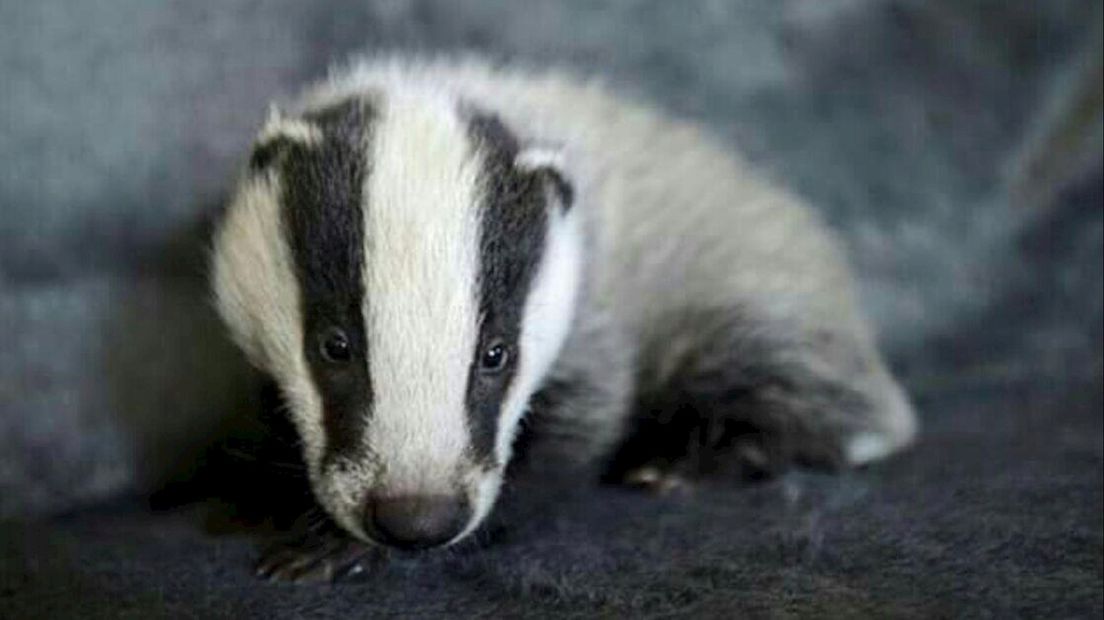 Babyfoto dasje Wesepe