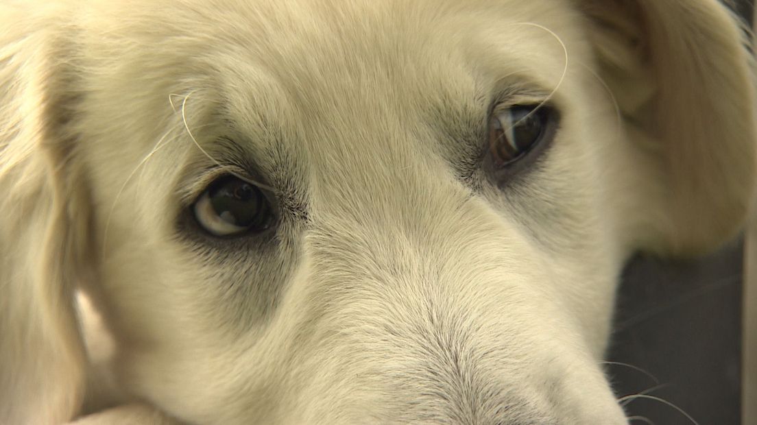Puppy eyes...