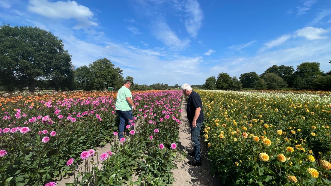 Dahlia's Eelde