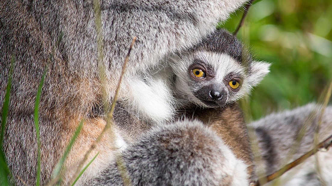 De ringstaartmaki die dit jaar werd geboren in Dierenpark Amersfoort.