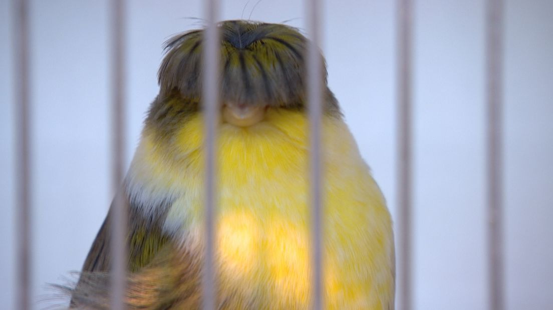 'Jeugd heeft liever een Breezer dan een vogel' (video)