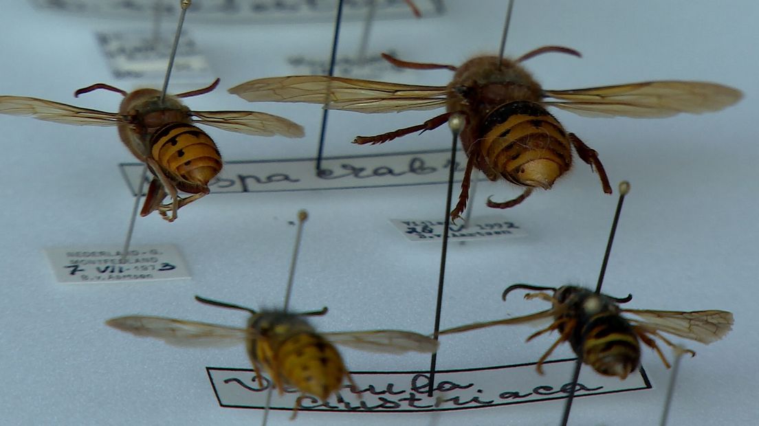 'Overheid moet dramatische terugloop insecten stoppen'